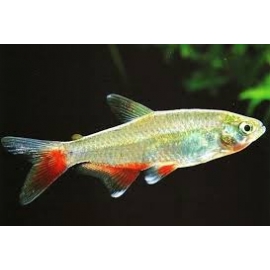 TETRA ENFERMEIRINHA