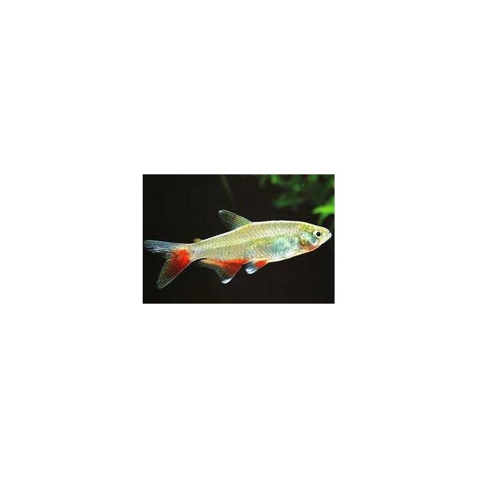 TETRA ENFERMEIRINHA