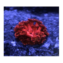 CORAL GONIOPORA RED SMALL POLIPO