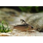 corydora elegans