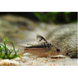 corydora elegans
