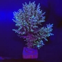 coral acropora dragon yellow tips bali muda