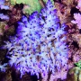 coral acropora echinata ice fire muda