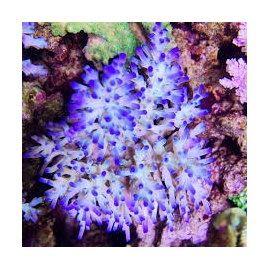 coral acropora echinata ice fire muda