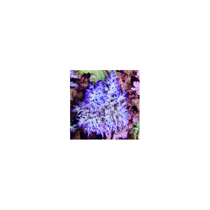 coral acropora echinata ice fire muda