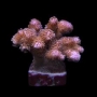 coral acropora pocilophora pink muda