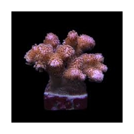 coral acropora pocilophora pink muda