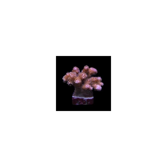 coral acropora pocilophora pink muda