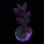coral acropora pocilophora purple green muda