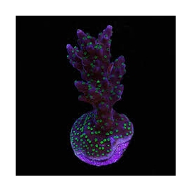 coral acropora pocilophora purple green muda