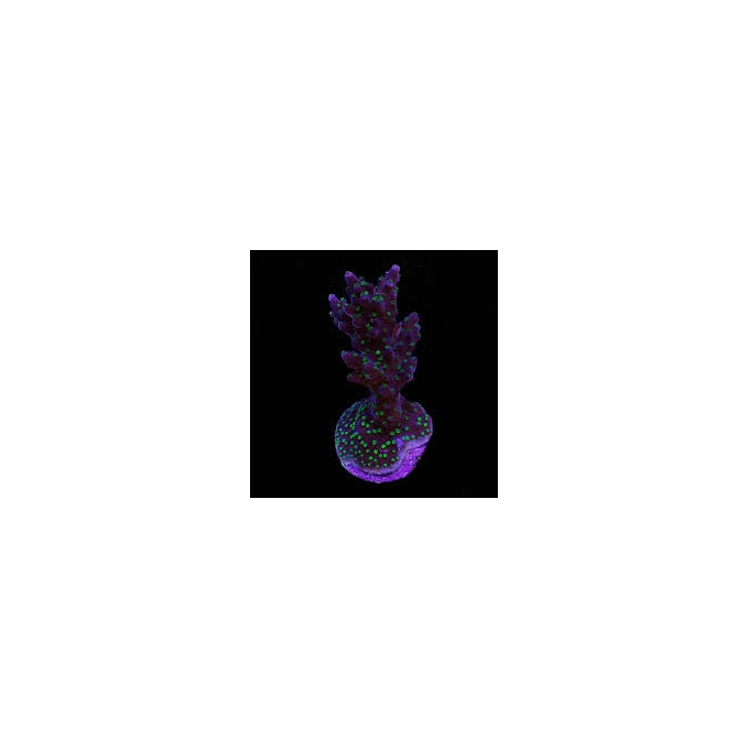 coral acropora pocilophora purple green muda