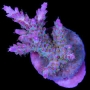 coral acropora cosmic muda