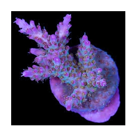 coral acropora cosmic muda