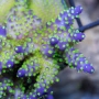 coral acropora tenuis apocalipse muda