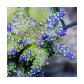 coral acropora tenuis apocalipse muda