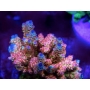 coral acropora tenuis hypernova muda