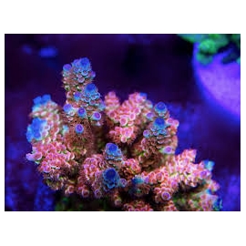 coral acropora tenuis hypernova muda