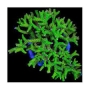 coral acropora tenuis toxic lemonade muda