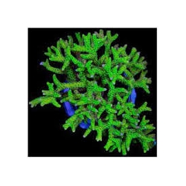 coral acropora tenuis toxic lemonade muda
