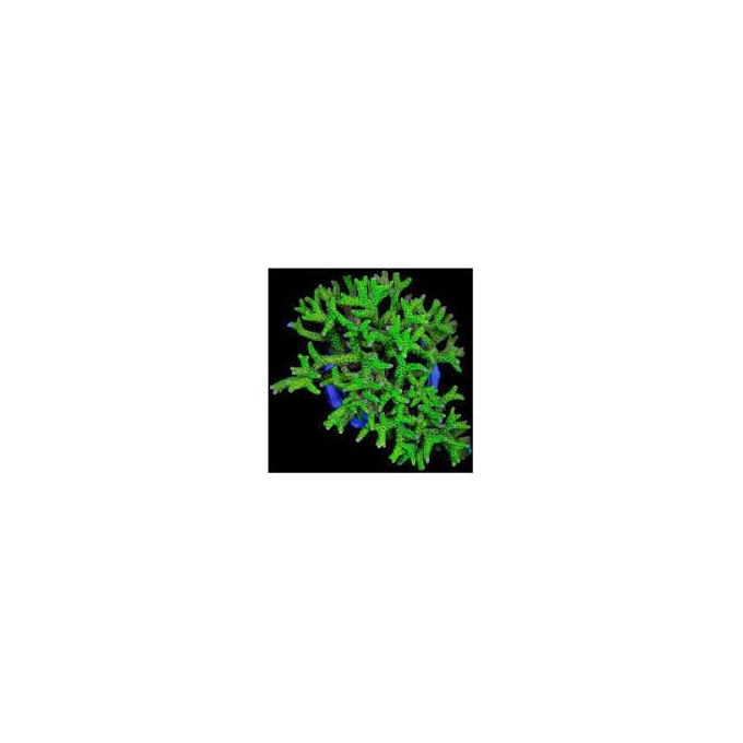 coral acropora tenuis toxic lemonade muda