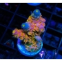 coral acropora tenuis walt disney muda