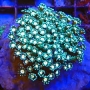 coral alveopora ultra muda