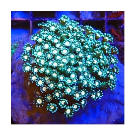 coral alveopora ultra muda