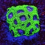 coral favia space monkey muda