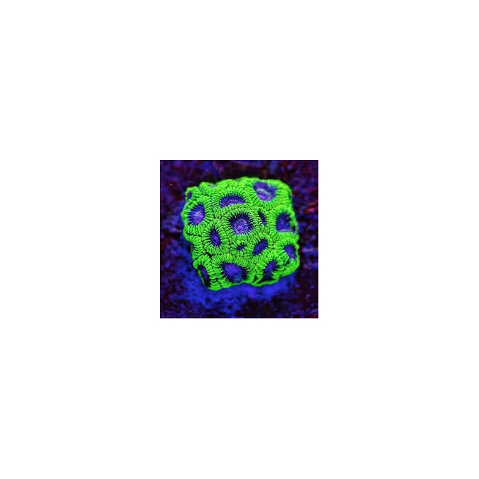 coral favia space monkey muda