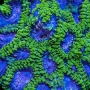coral favia ultra green muda