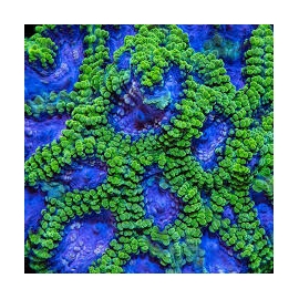 coral favia ultra green muda