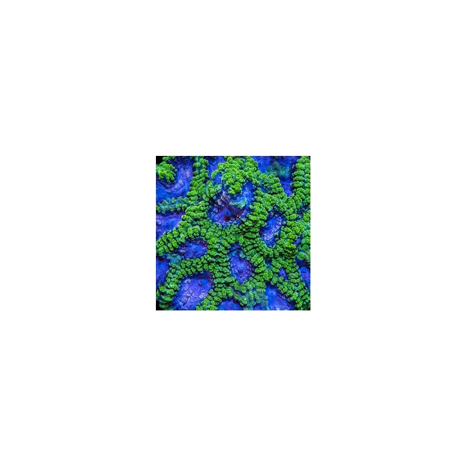 coral favia ultra green muda