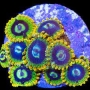 coral zoanthus yoda rainbow polipo