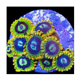 coral zoanthus yoda rainbow polipo