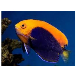 centropyge aurantonotus md