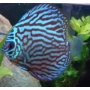 acara disco azul turqueza mtz