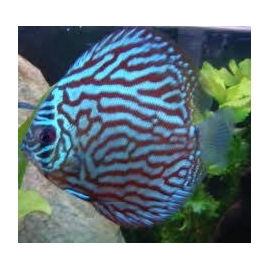 acara disco azul turqueza gr