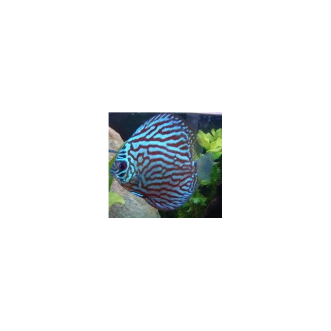 acara disco azul turqueza mtz