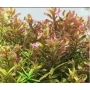 PLANTA N ROTALA MEXICANA BANGLADESH TK
