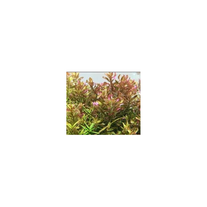 PLANTA N ROTALA MEXICANA BANGLADESH TK