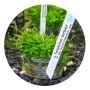 PLANTA N MUSGO TAXIPHYLLUM BARBIERI TK