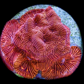 coral leptoseris red blue eye md