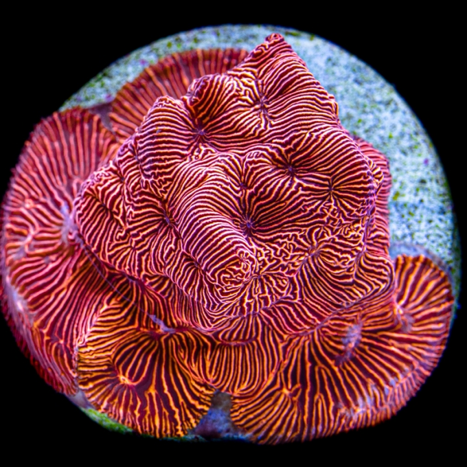 coral leptoseris red blue eye md