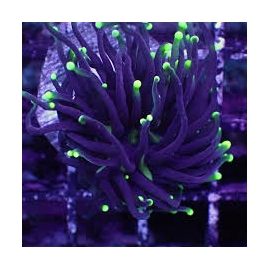 CORAL TORCH GREEN TIPS COLONIA