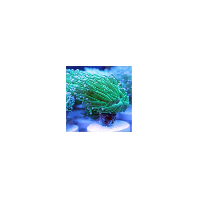 coral torch green metalic 01 boca
