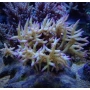 Coral Seriatopora ponapem colonia