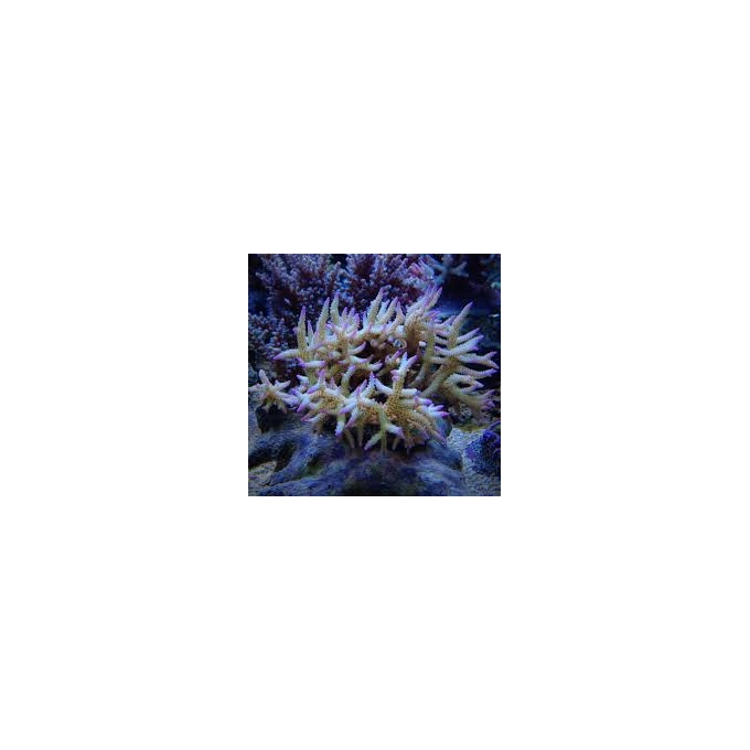 Coral Seriatopora ponapem colonia