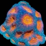 coral acan echinata rainbow md