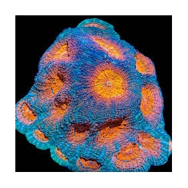 coral acan echinata rainbow md