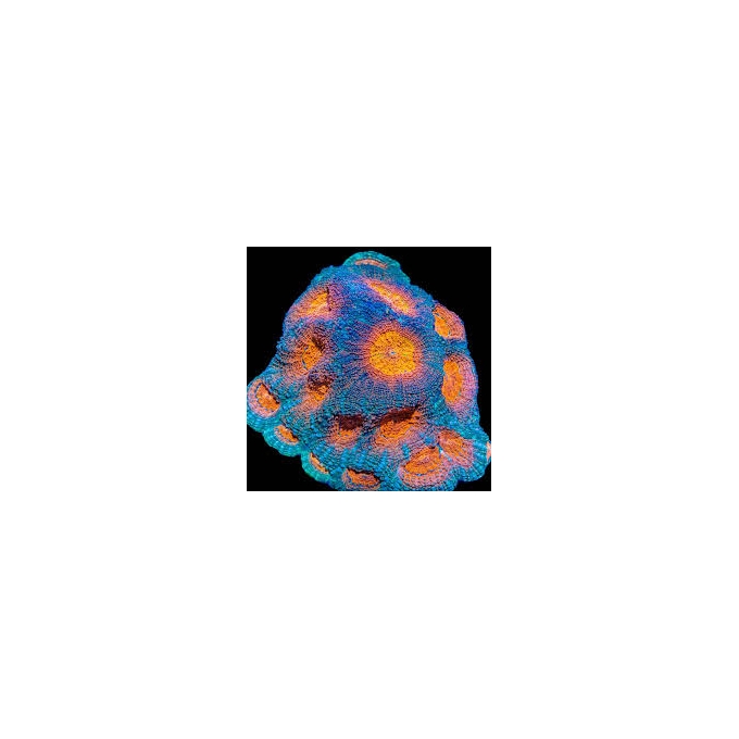 coral acan echinata rainbow md